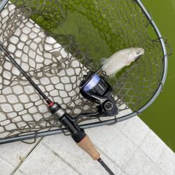 釣れない日に当たった。