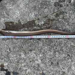 カレイと五目釣り