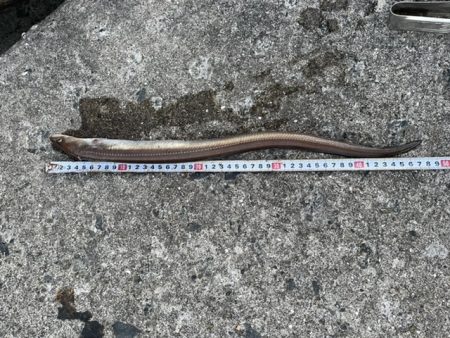 カレイと五目釣り