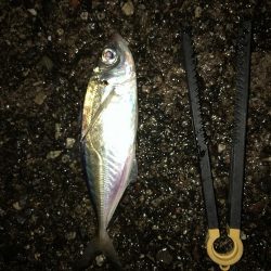 最後のアオリイカ狙い