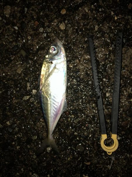 最後のアオリイカ狙い