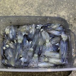 アジングロッドでヒイカ爆釣⁉︎