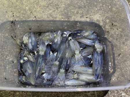 アジングロッドでヒイカ爆釣⁉…