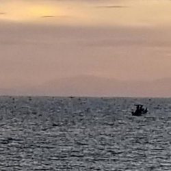 朝間づめ。 寂しい反応です。