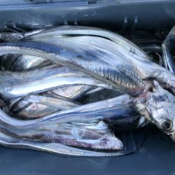 泉州丸さんでタチウオ