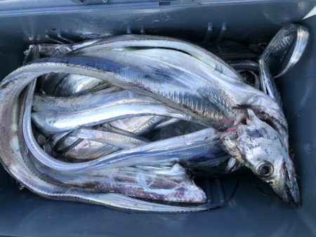 泉州丸さんでタチウオ