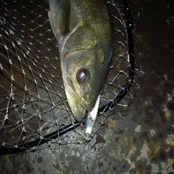 仕事帰りに覗いてみたらボイルが連発