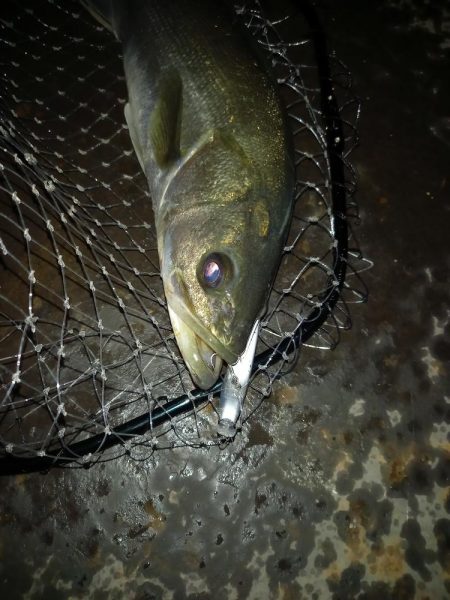 仕事帰りに覗いてみたらボイルが連発