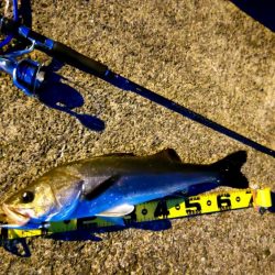 メジロとシーバス