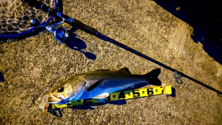 メジロとシーバス