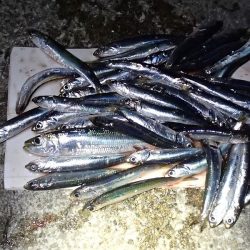 カタクチは無限