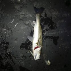 デイゲームはボチボチでした