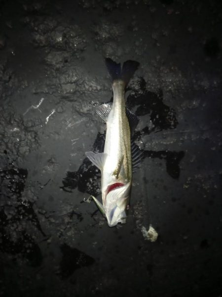 デイゲームはボチボチでした