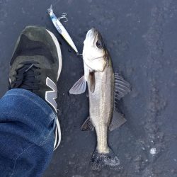 久しぶりのランカーサイズ