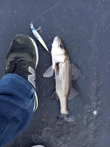 久しぶりのランカーサイズ