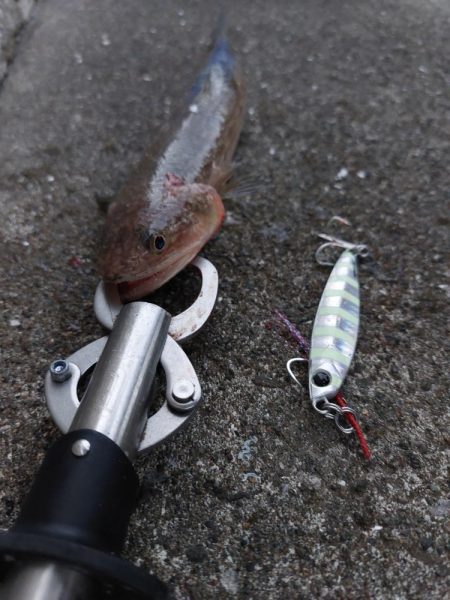 プチsalt water game