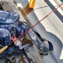 ボートハゼ初体験