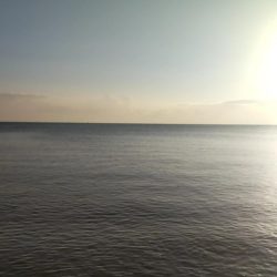 ヒラメとマゴチ