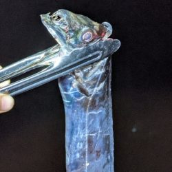 坊主覚悟から5匹