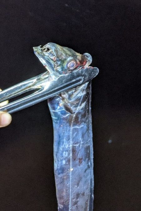 坊主覚悟から5匹