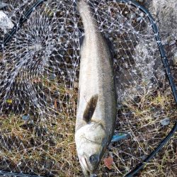 久しぶりの朝マヅメ釣行