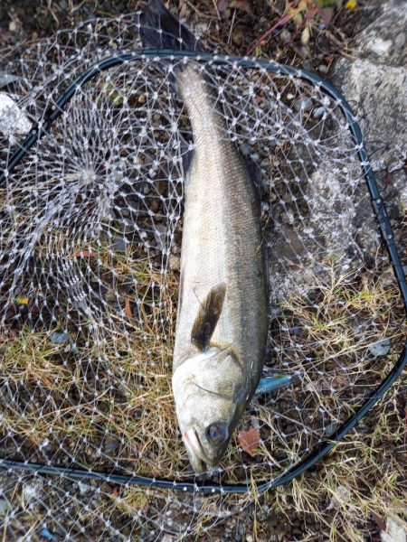 久しぶりの朝マヅメ釣行