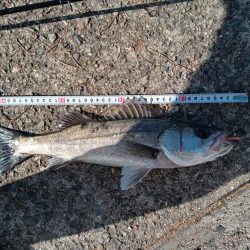 ようやく土曜日以外にルアーで釣れました