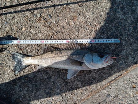 ようやく土曜日以外にルアーで釣れました