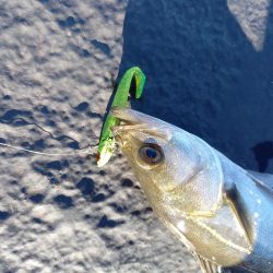 朝マヅメにまさかのサバ