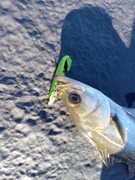 朝マヅメにまさかのサバ