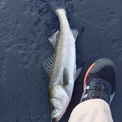 最後の秋爆かも