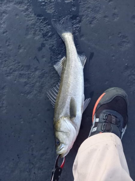 最後の秋爆かも