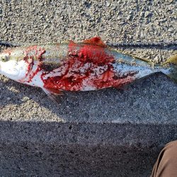 何とか１つでした。カタクチイワシはいます。