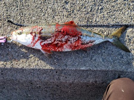 何とか１つでした。カタクチイワシはいます。