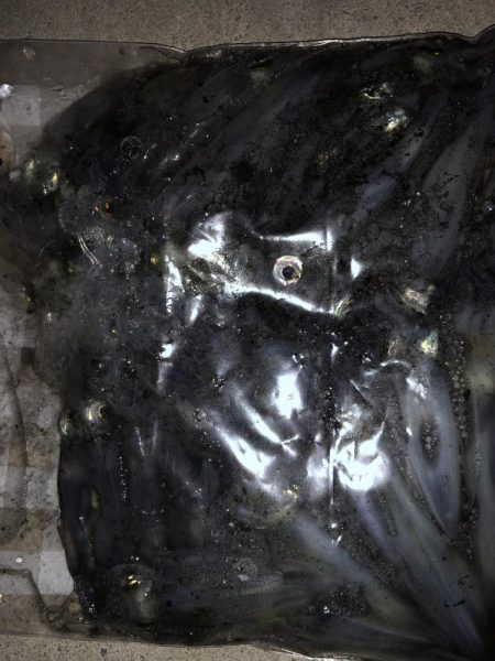 ヒイカ爆釣のカギ