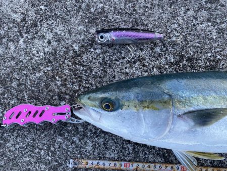 横から飛んできたー!