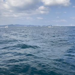 鳴門沖でサワラ