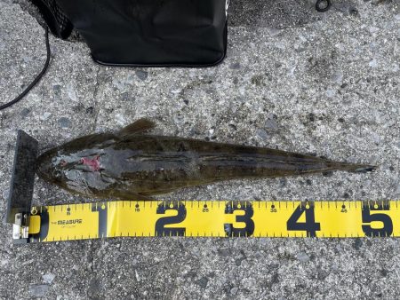 アウェイでミラクル3目釣り‼️‼️