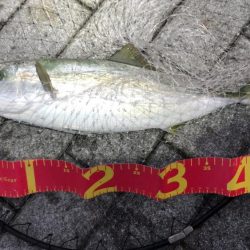 思ったより風の無い南港