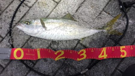 思ったより風の無い南港