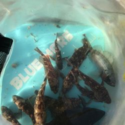 カレイ不発!とうつきはじめました?