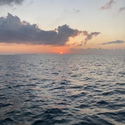 鳴門沖でサワラ