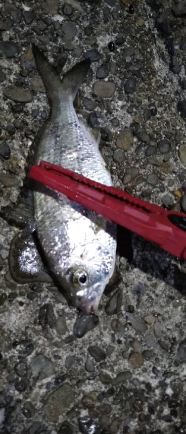 メバリングの筈が