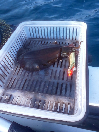 ゴムボティップラン