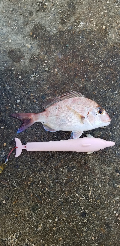 朝マズメのアジ