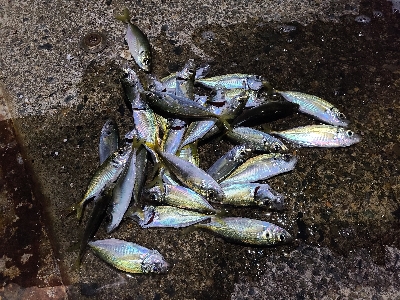 ショアジギ不調、アジング好調