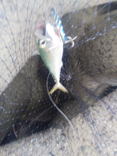 今シーズン初太刀魚