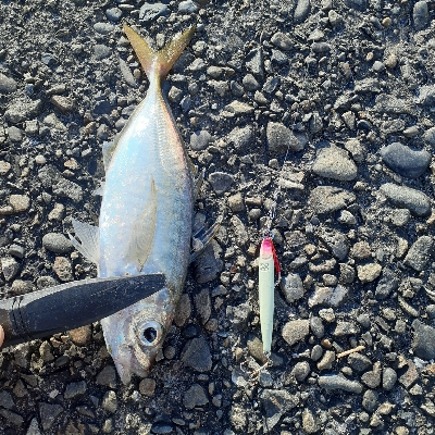 アジがつれだしてました！