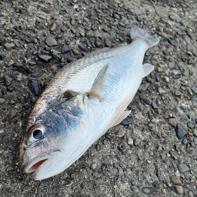 太刀魚いまいちかかわりに、アジが良くなってきたかな。
