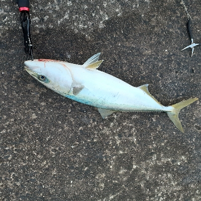 ハマチ～メジロまわってますね